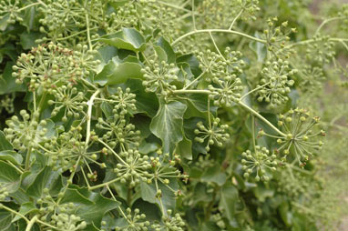 APII jpeg image of Hedera helix  © contact APII