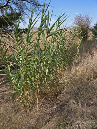 APII jpeg image of Arundo donax  © contact APII