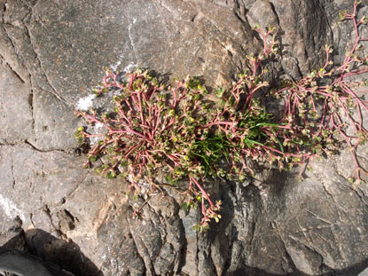 APII jpeg image of Portulaca oleracea  © contact APII