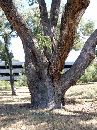 APII jpeg image of Eucalyptus bridgesiana  © contact APII