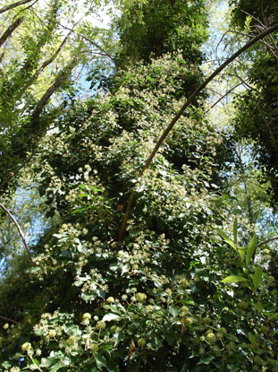 APII jpeg image of Hedera helix  © contact APII