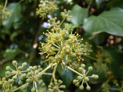 APII jpeg image of Hedera helix  © contact APII