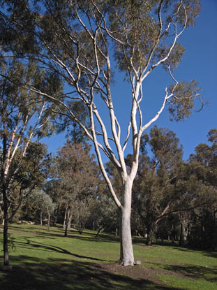 APII jpeg image of Corymbia citriodora  © contact APII