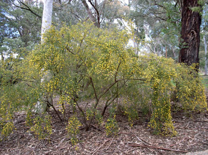 APII jpeg image of Pultenaea blakelyi  © contact APII