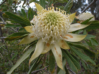 APII jpeg image of Telopea speciosissima 'Wirrimbirra White'  © contact APII