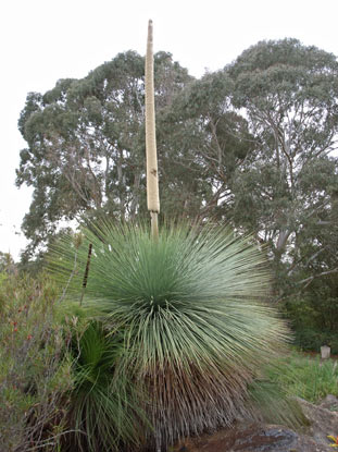 APII jpeg image of Xanthorrhoea johnsonii  © contact APII