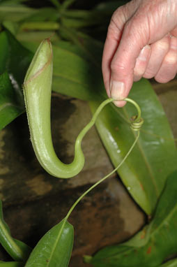 APII jpeg image of Nepenthes mirabilis  © contact APII