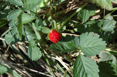 APII jpeg image of Potentilla indica  © contact APII