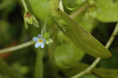 APII jpeg image of Myosotis caespitosa  © contact APII