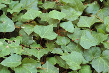 APII jpeg image of Hedera helix  © contact APII