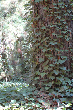 APII jpeg image of Hedera helix  © contact APII