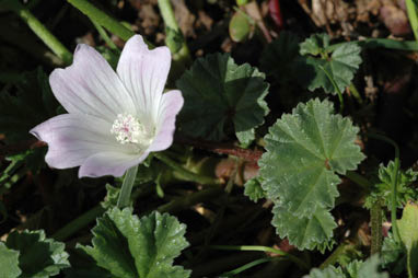 APII jpeg image of Malva neglecta  © contact APII