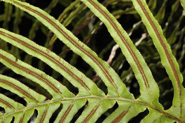 APII jpeg image of Blechnum cartilagineum  © contact APII