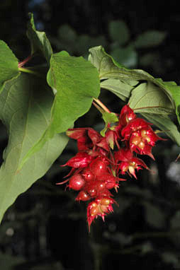 APII jpeg image of Leycesteria formosa  © contact APII