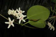 Hoya australis