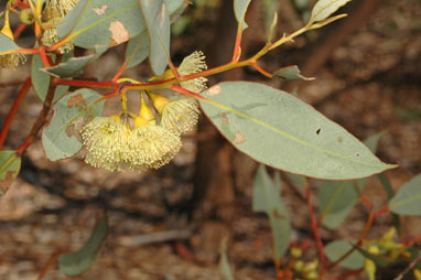 APII jpeg image of Eucalyptus hypolaena  © contact APII