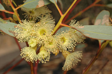 APII jpeg image of Eucalyptus hypolaena  © contact APII