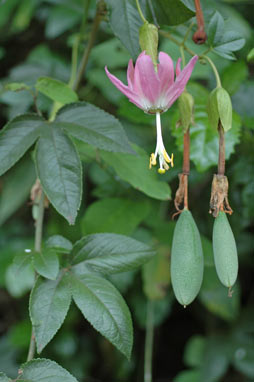 APII jpeg image of Passiflora tarminiana  © contact APII