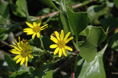 APII jpeg image of Chrysanthemoides monilifera subsp. rotundata  © contact APII