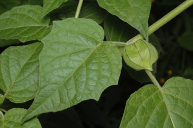 APII jpeg image of Physalis peruviana  © contact APII