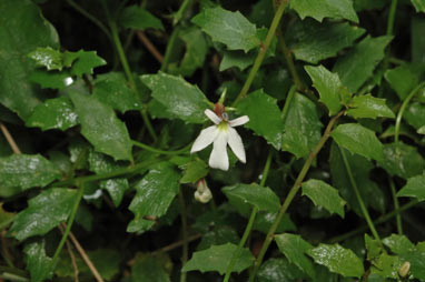 APII jpeg image of Lobelia purpurascens  © contact APII