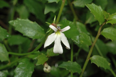 APII jpeg image of Lobelia purpurascens  © contact APII