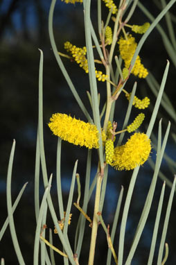 APII jpeg image of Acacia palustris  © contact APII