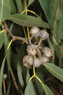 APII jpeg image of Angophora costata subsp. costata  © contact APII