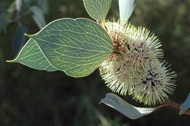 APII jpeg image of Hakea petiolaris subsp. trichophylla  © contact APII