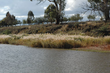 APII jpeg image of Phragmites australis  © contact APII