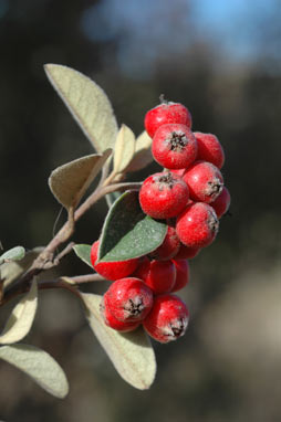 APII jpeg image of Cotoneaster pannosus  © contact APII