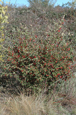 APII jpeg image of Cotoneaster glaucophyllus  © contact APII