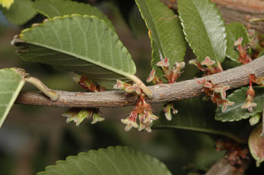 APII jpeg image of Ulmus parvifolia  © contact APII