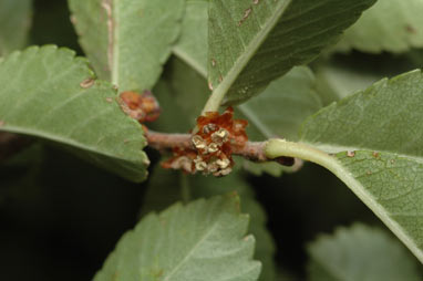 APII jpeg image of Ulmus parvifolia  © contact APII