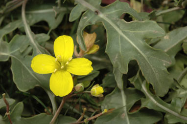 APII jpeg image of Diplotaxis tenuifolia  © contact APII
