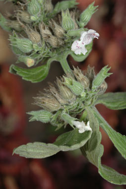 APII jpeg image of Nepeta cataria  © contact APII