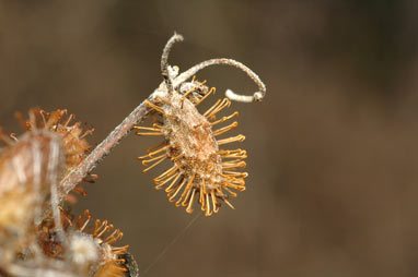 APII jpeg image of Xanthium spinosum  © contact APII