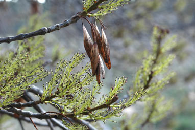 APII jpeg image of Fraxinus angustifolia subsp. angustifolia  © contact APII