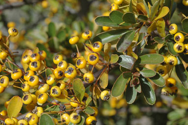 APII jpeg image of Pyracantha rogersiana  © contact APII