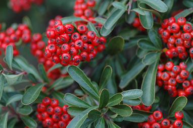 APII jpeg image of Pyracantha rogersiana  © contact APII