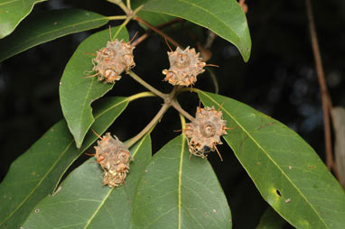 APII jpeg image of Syncarpia glomulifera subsp. glomulifera  © contact APII