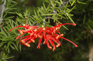 APII jpeg image of Grevillea juniperina subsp. fortis  © contact APII