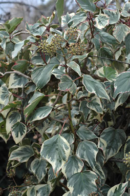 APII jpeg image of Hedera helix  © contact APII