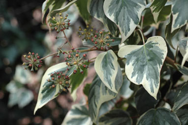 APII jpeg image of Hedera helix  © contact APII