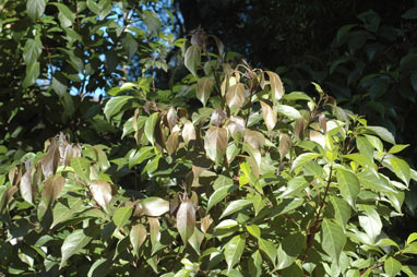 APII jpeg image of Clerodendrum floribundum var. attenuatum  © contact APII