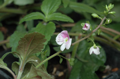 APII jpeg image of Veronica notabilis  © contact APII