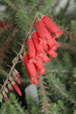 APII jpeg image of Epacris sp. nov. aff. impressa  © contact APII