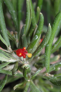 APII jpeg image of Grevillea pauciflora subsp. pauciflora  © contact APII