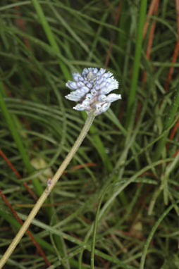 APII jpeg image of Conospermum huegelii  © contact APII