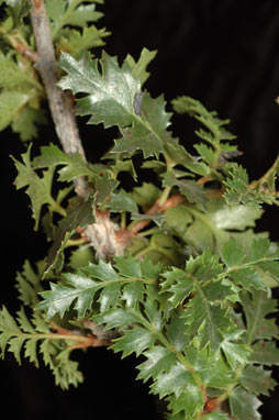 APII jpeg image of Lomatia tasmanica  © contact APII